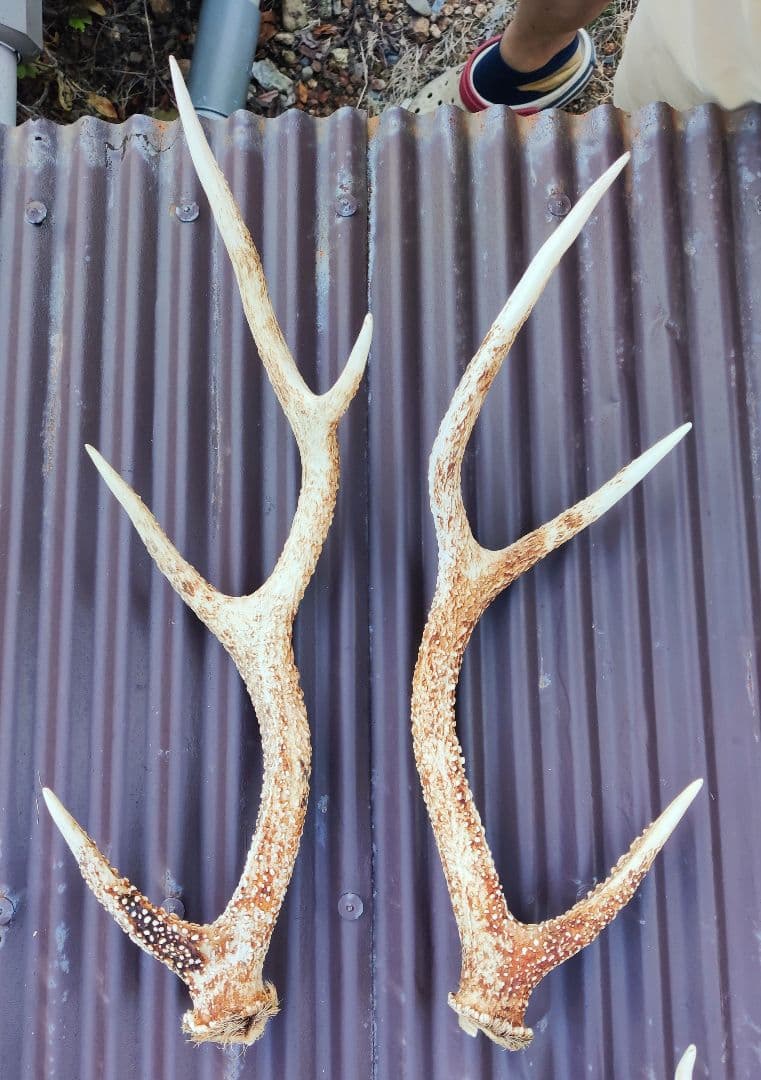 ニホンジカ鹿角３対＋３本 計９本 今季狩猟捕獲品 １本は自然落下角