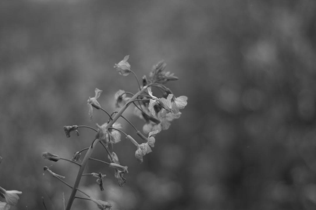 ボケ味美しい撒き餌レンズ！SMC PENTAX-DA 50mm F1.8