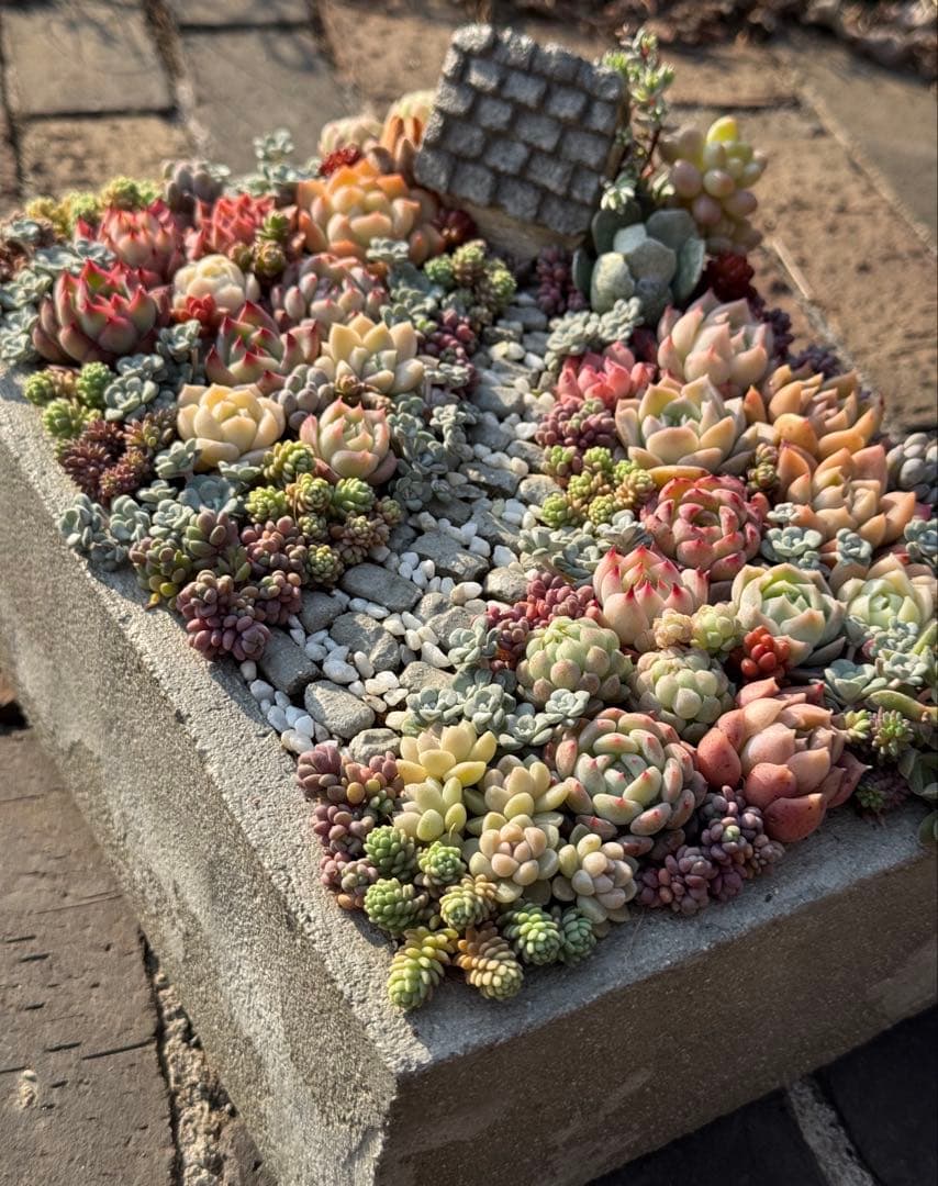 多肉植物　そのまま飾れる寄せ植え　箱庭