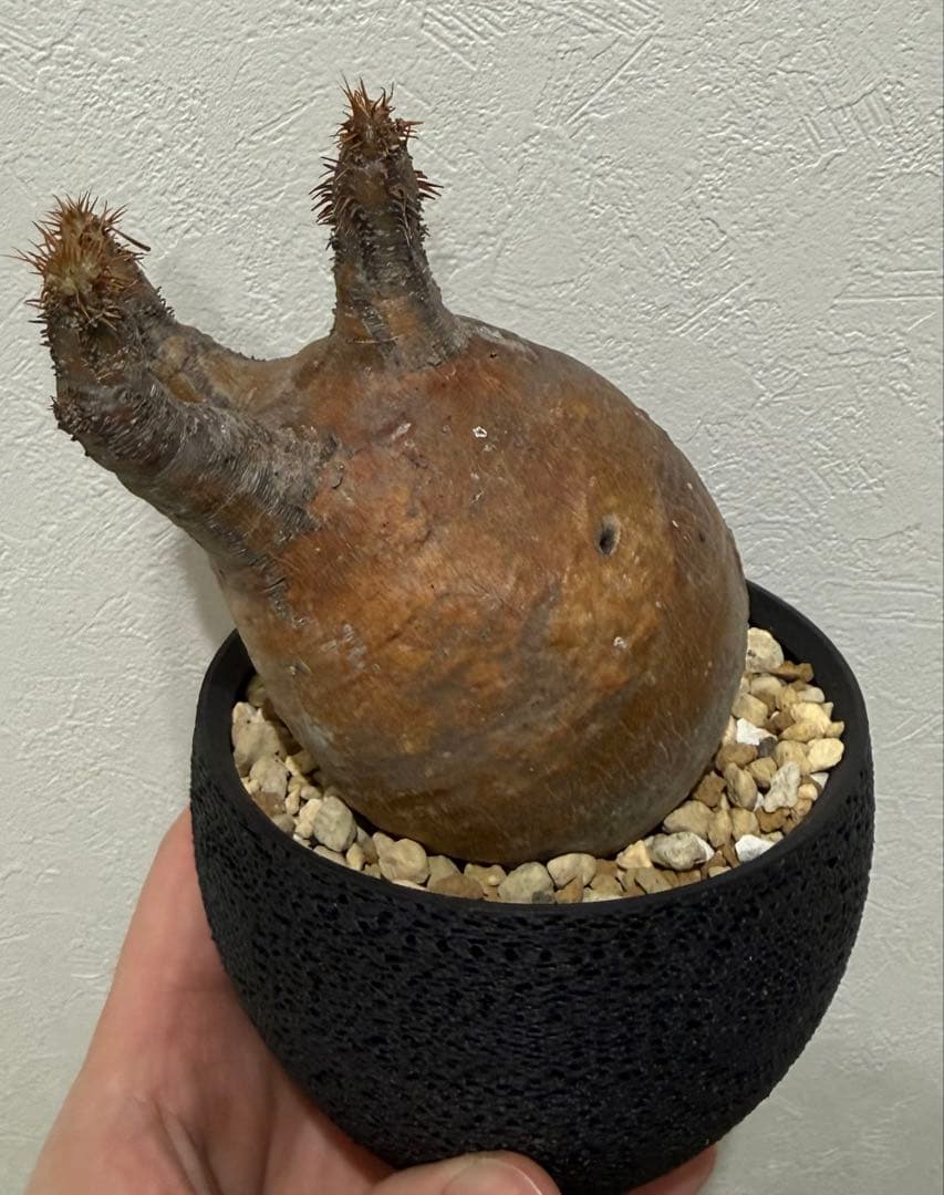 グラキリスト　塊根植物　現地球