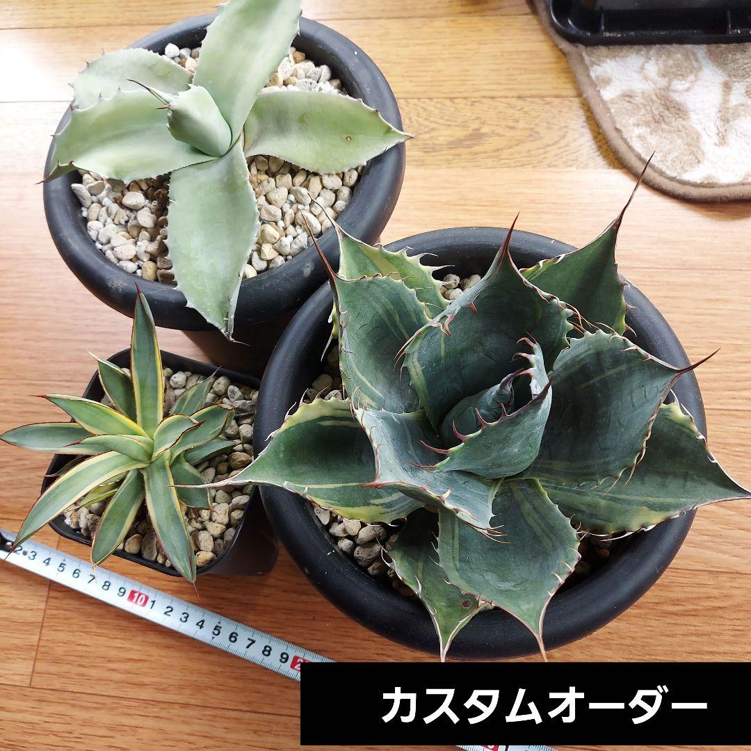 カスタムオーダー　同梱割引適用