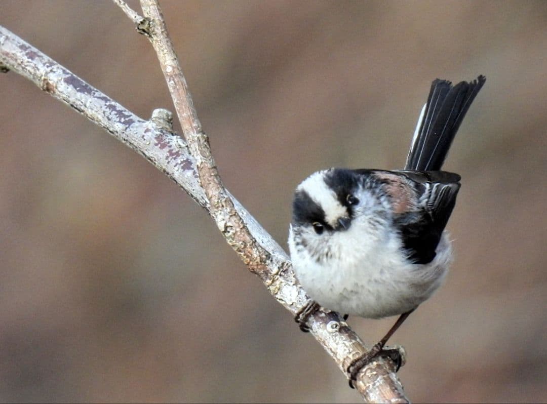 Nikon P950 美品 保証3年付き