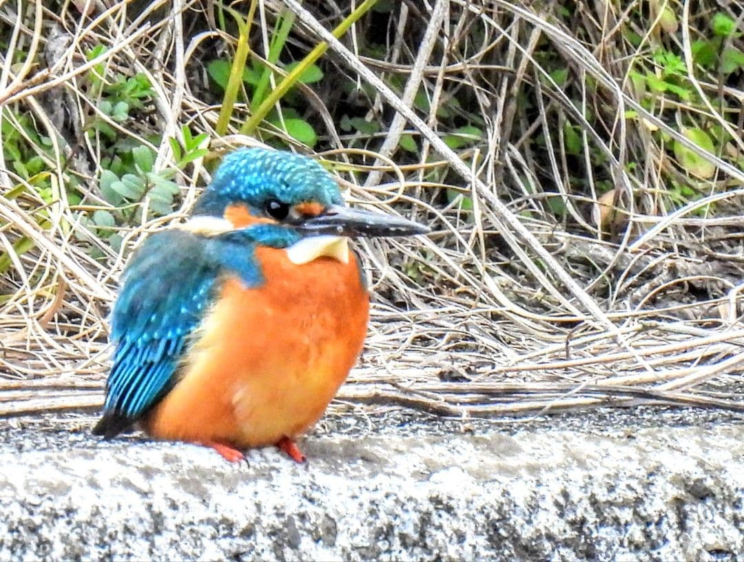 Nikon P950 美品 保証3年付き