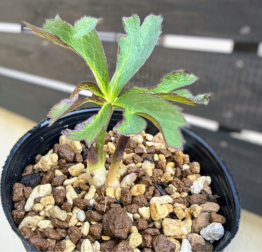 し*ら様 ■今季株分け■ 加藤農園 八咫烏交配 クリスマスローズ