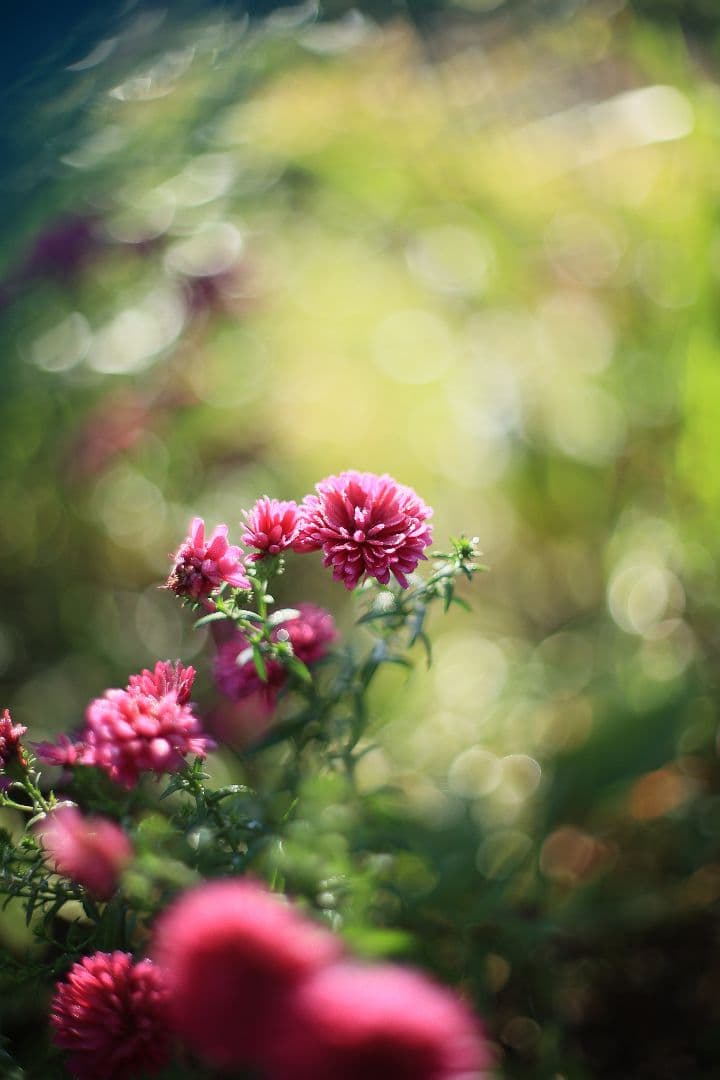 Super-Takumar 50mm F1.4 後期型 光学美品 【黄変除去済】