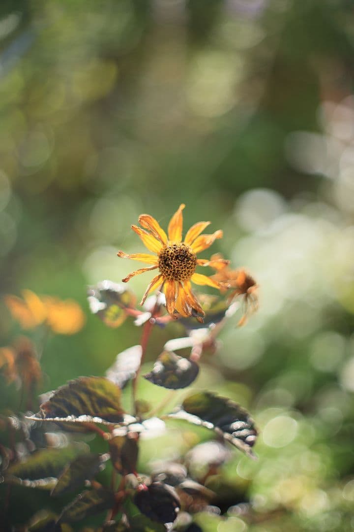 Super-Takumar 50mm F1.4 後期型 光学美品 【黄変除去済】