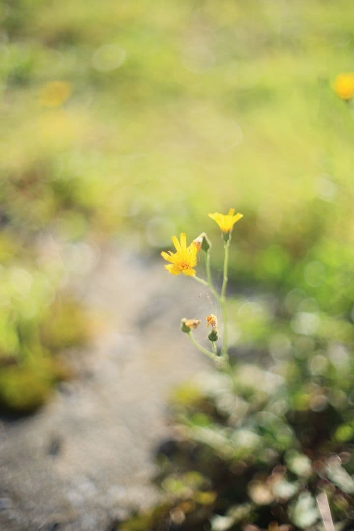 Super-Takumar 50mm F1.4 後期型 光学美品 【黄変除去済】