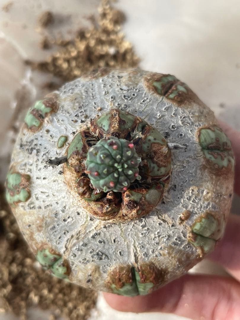 た*く様 オベサ 木質化 3号サイズ