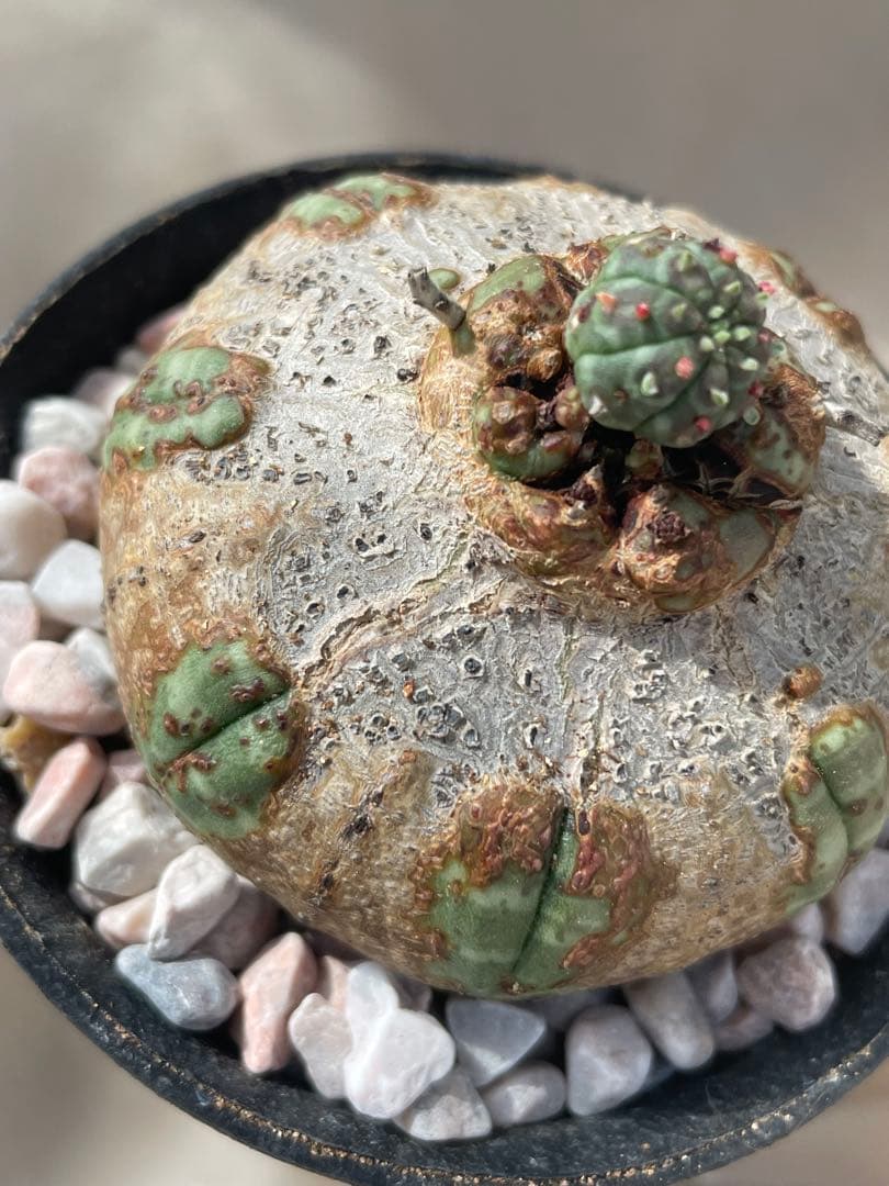 た*く様 オベサ 木質化 3号サイズ