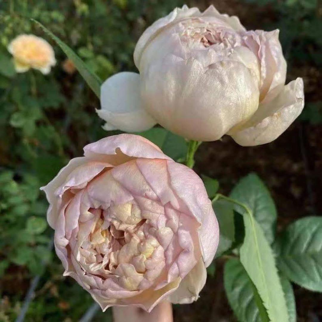 バラ　薔薇　バラ苗　和バラ　入手困難バラ