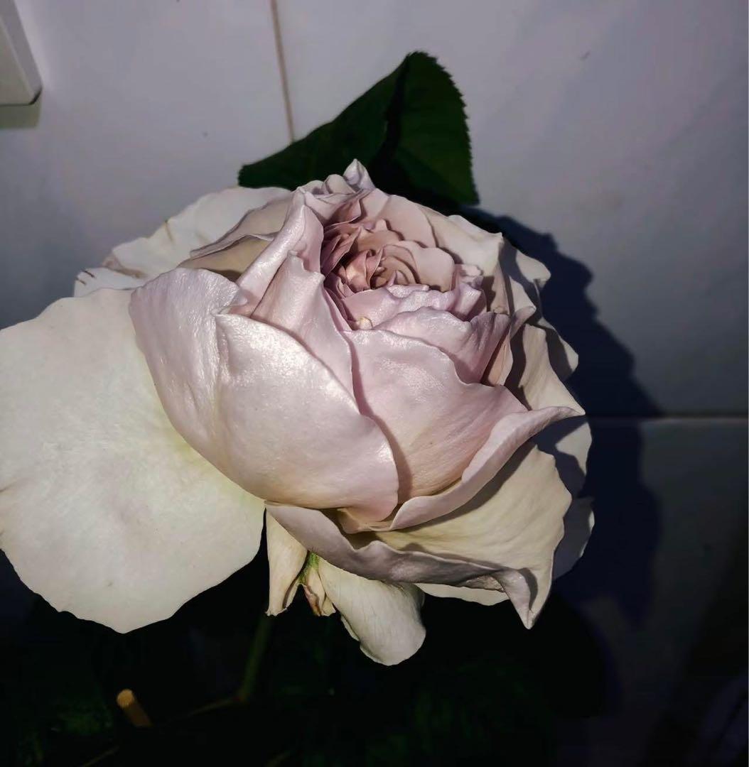 バラ　薔薇　バラ苗　和バラ　入手困難バラ