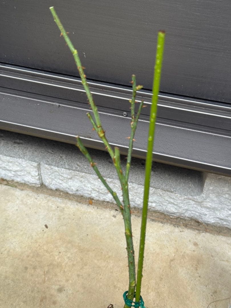 バラ　薔薇　バラ苗　和バラ　入手困難バラ