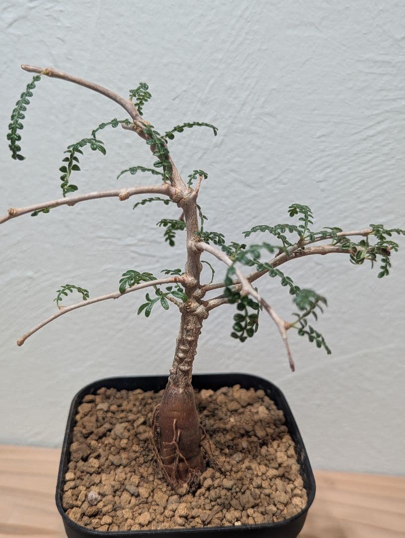 オペルクリカリア・ヒファエノイデス③ 4号鉢