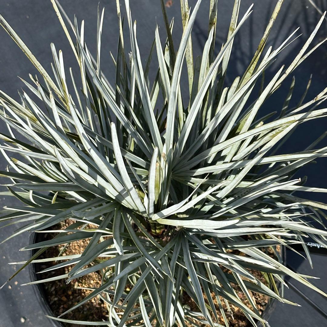 【引取り限定】チャメロプス • セリフェラ 【樹高:約70㎝】Feb02