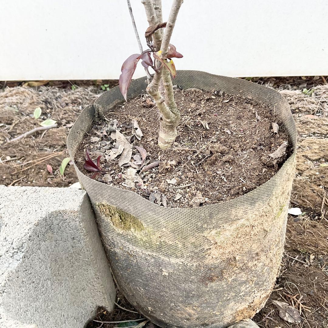 ソヨゴ　雄/ 1033