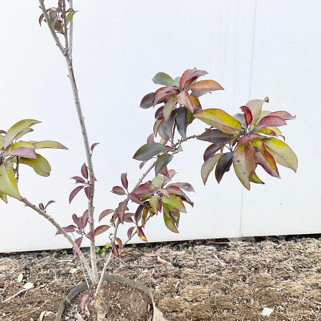 ソヨゴ　雄/ 1033