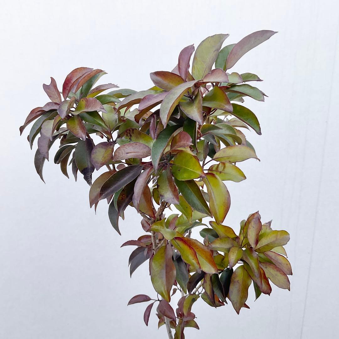 ソヨゴ　雄/ 1033