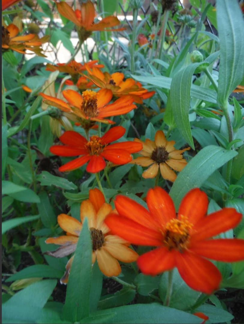 【Cカードリーダー付】FUJIFILM FinePix XP70 防水カメラ