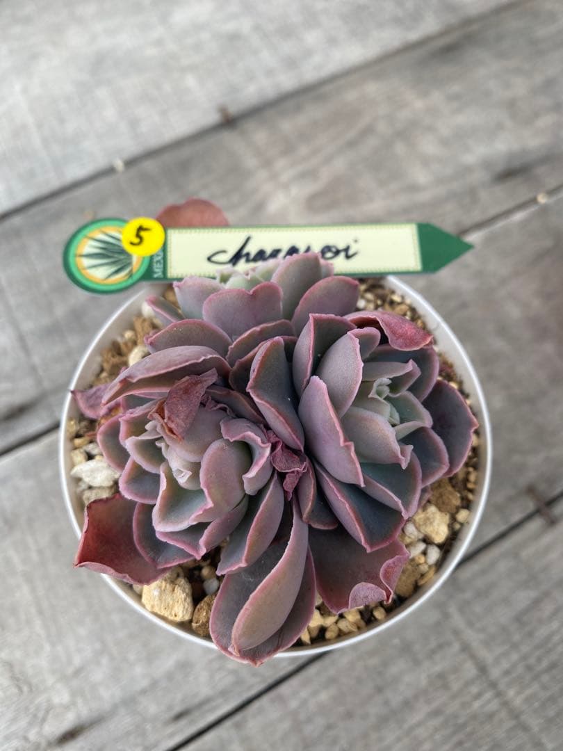 5 三頭　原種　チャザロイ　Chazaroi エケベリア 紫色