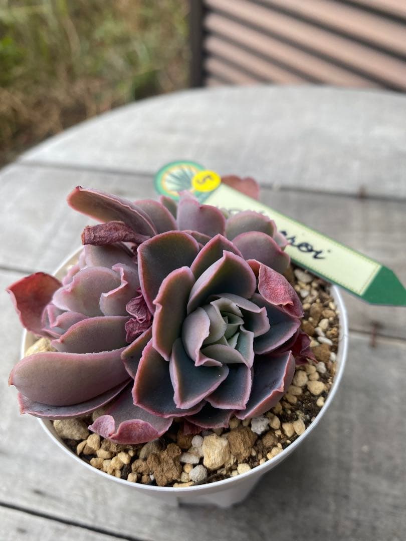 5 三頭　原種　チャザロイ　Chazaroi エケベリア 紫色