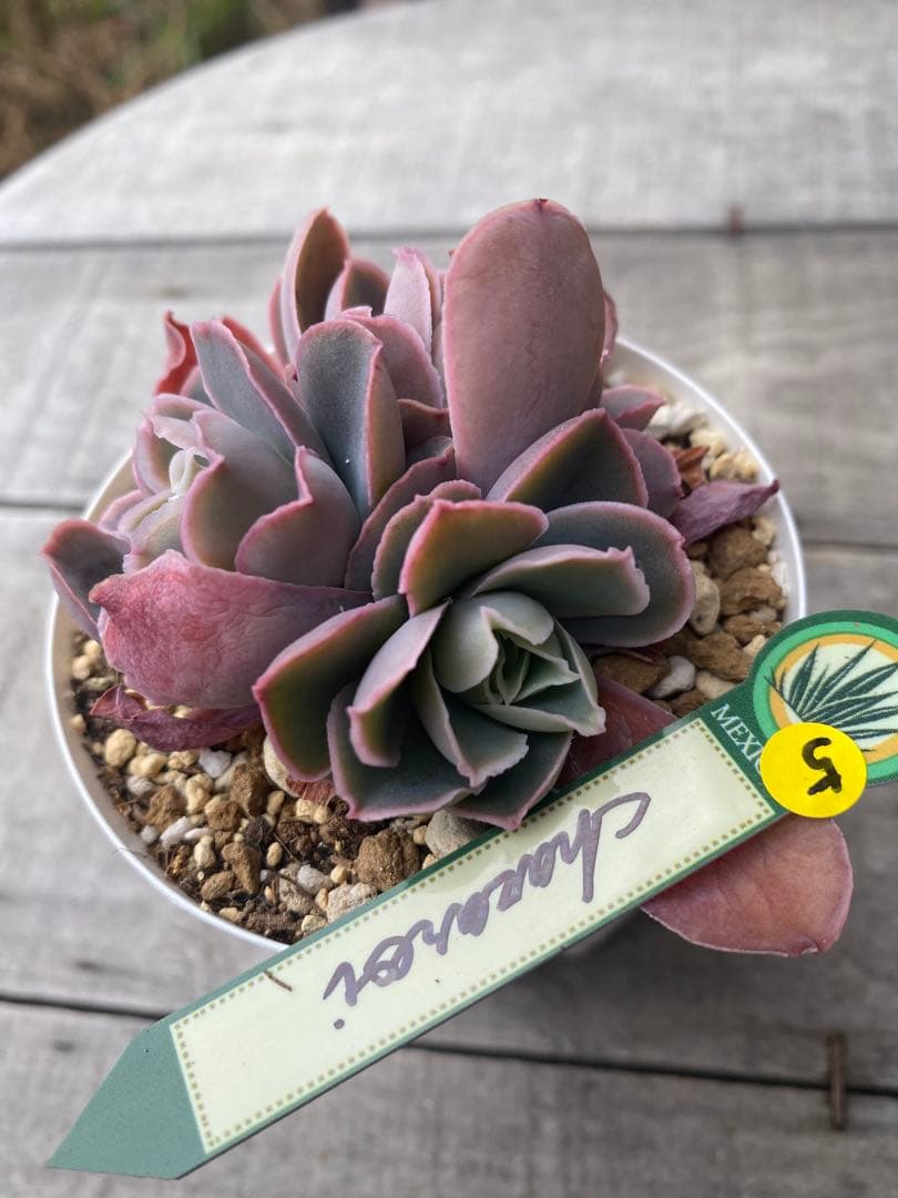 5 三頭　原種　チャザロイ　Chazaroi エケベリア 紫色