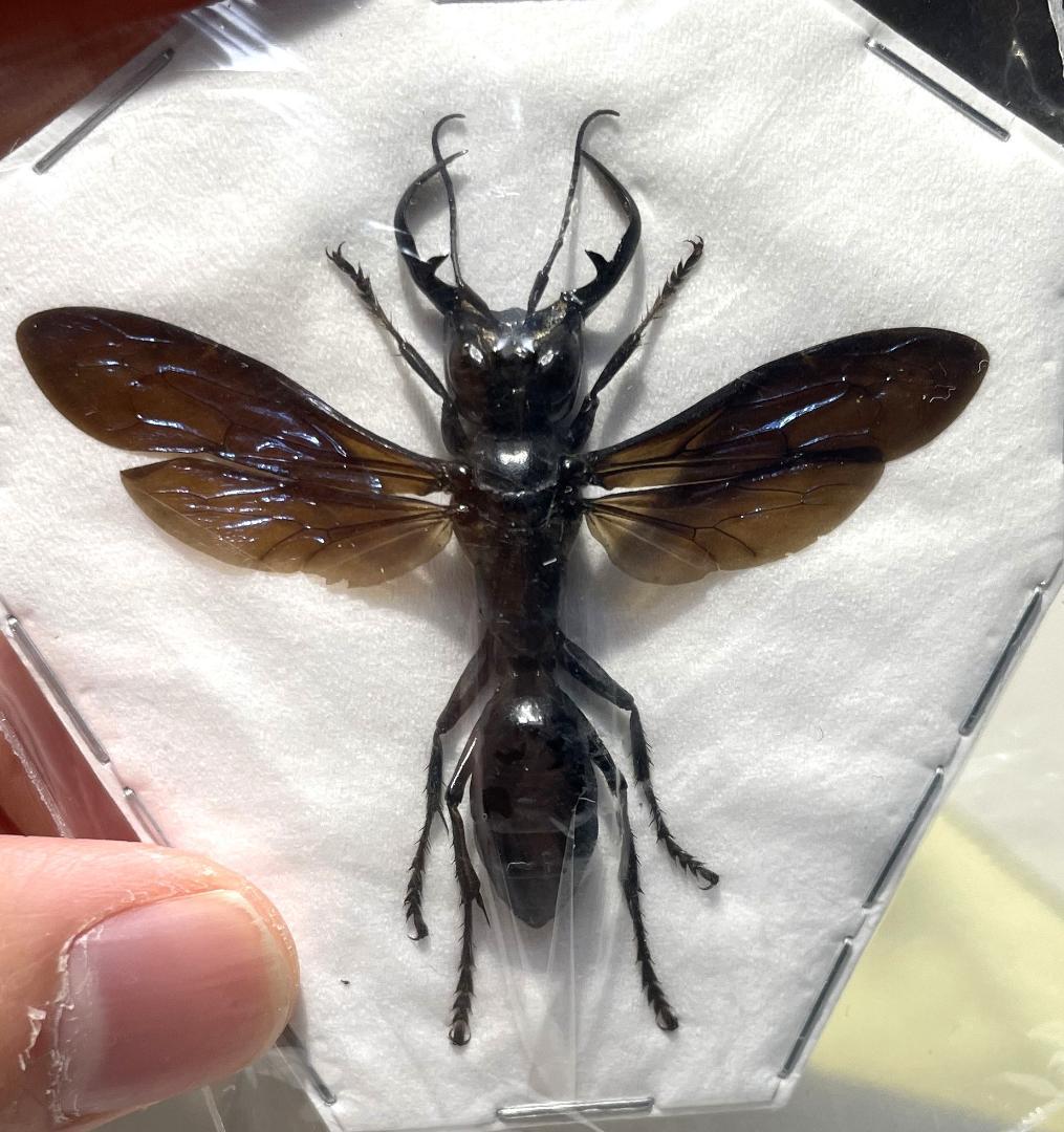 大型　メガララ　ガルーダバチ　標本