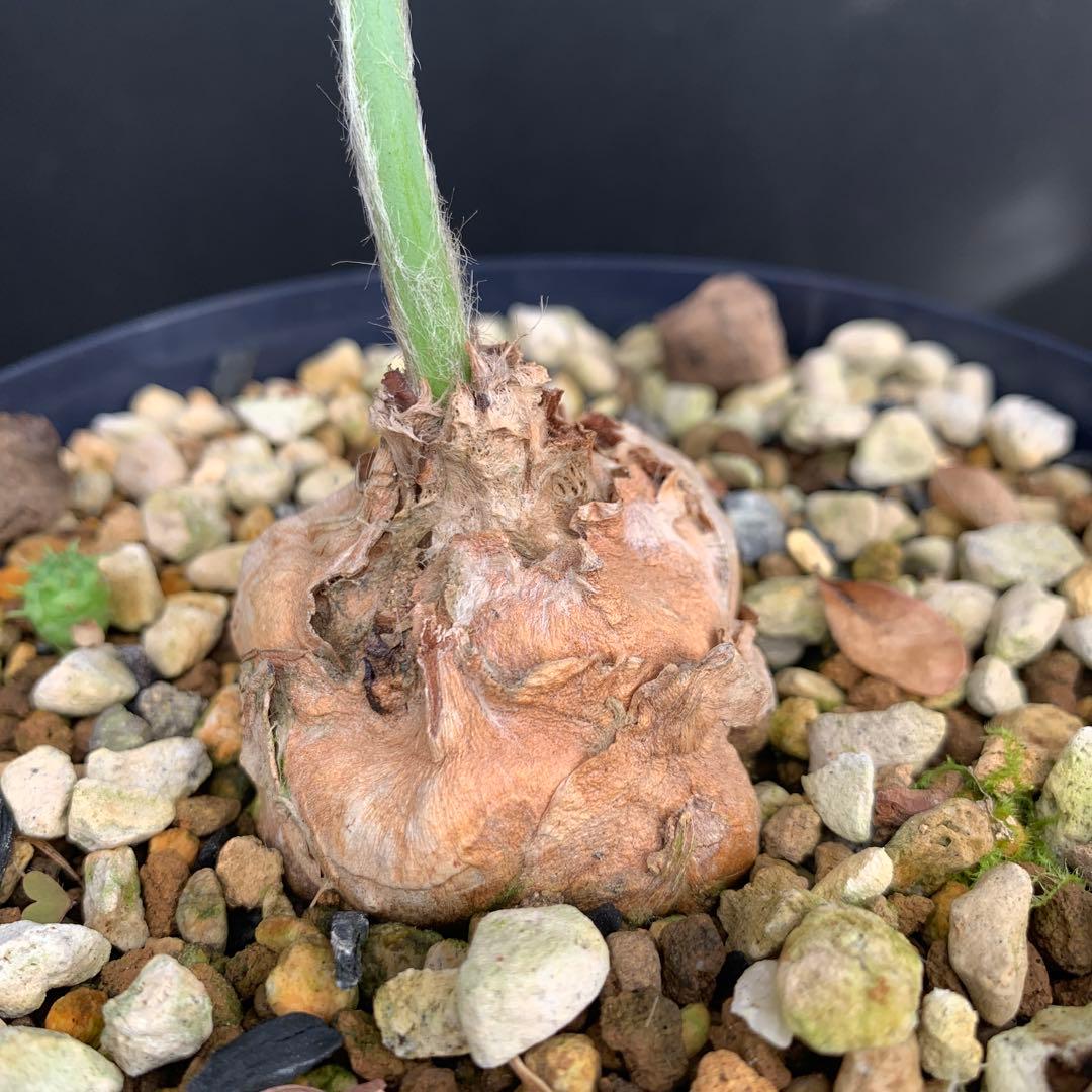 【南ア産・発根済】エンセファラルトス・ホリダス 約5cm｜No4-5