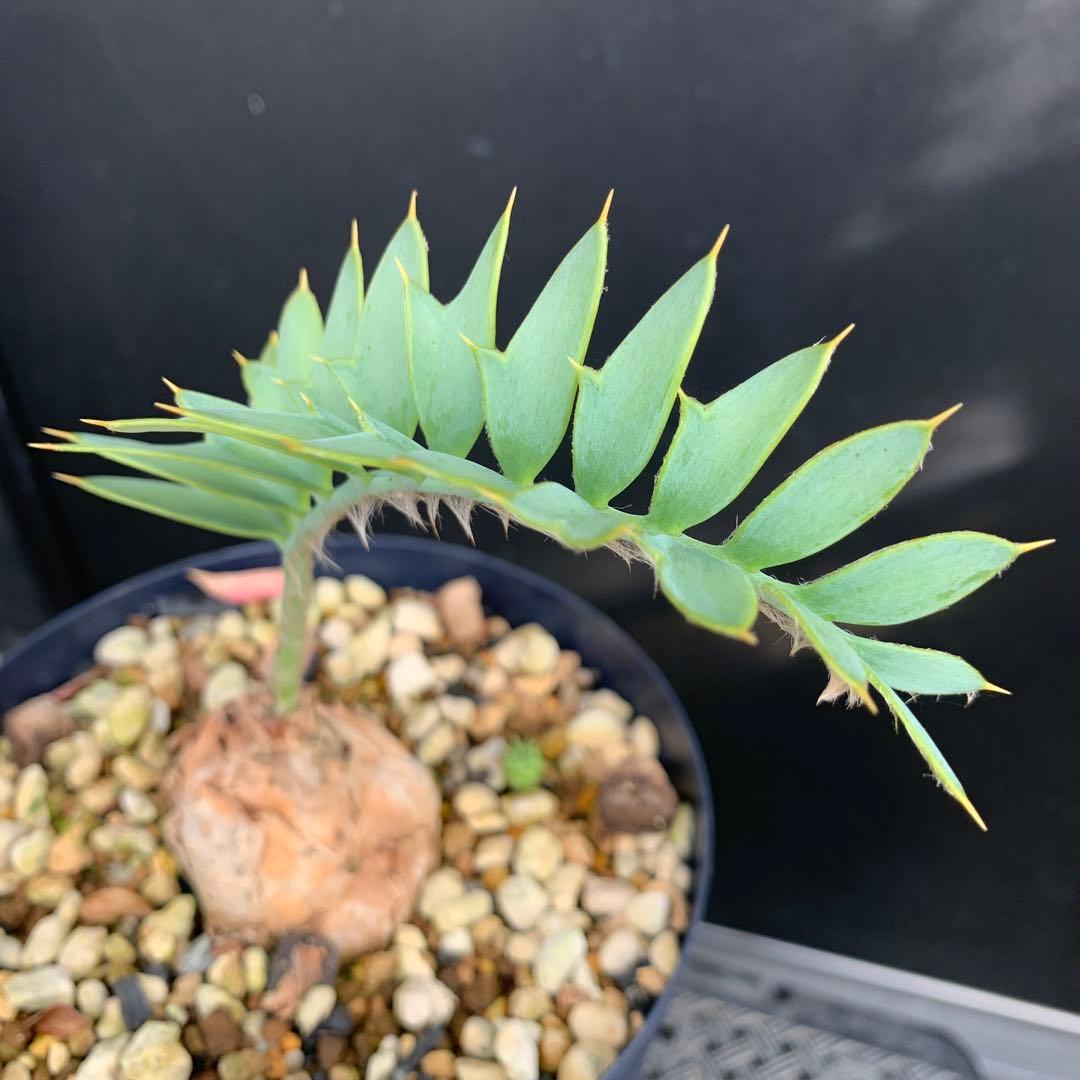 【南ア産・発根済】エンセファラルトス・ホリダス 約5cm｜No4-5