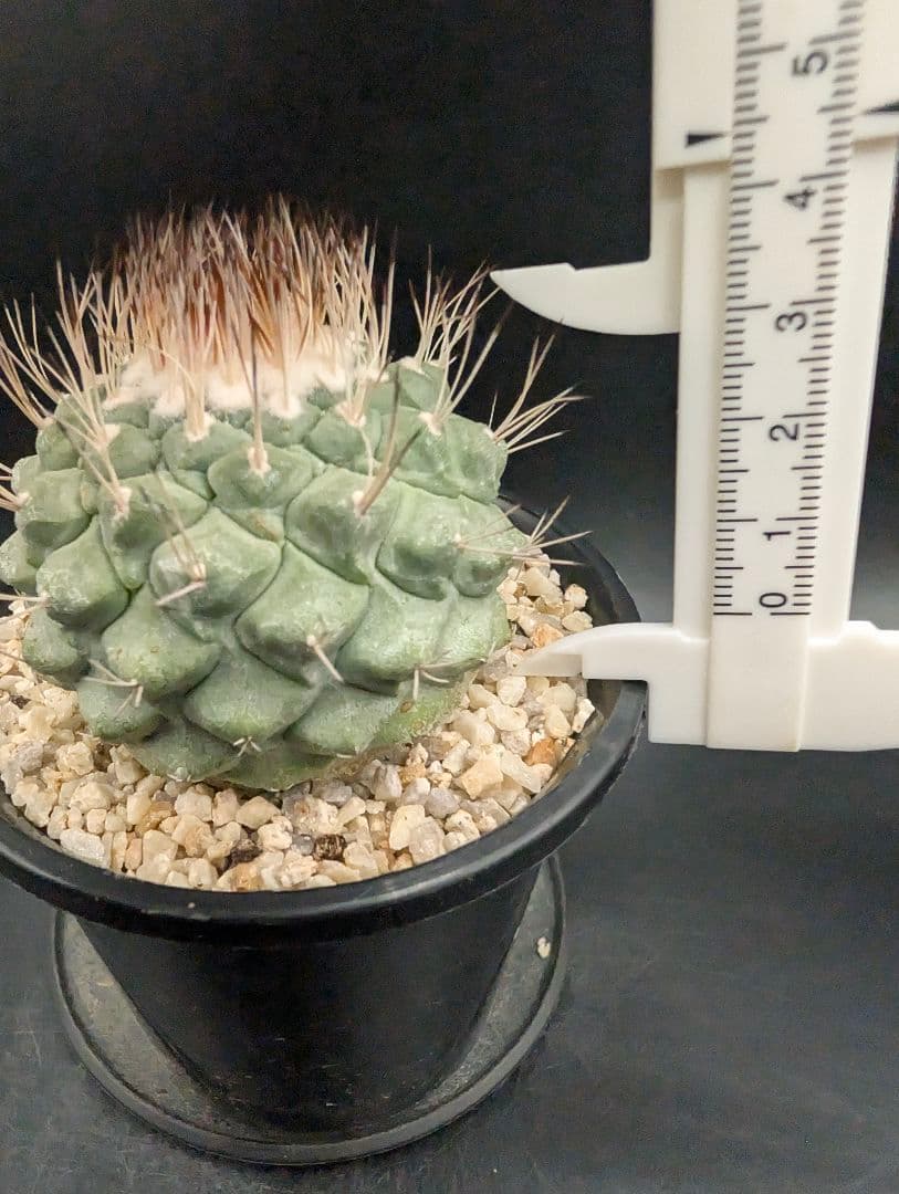 菊水 大型タイプ 実生 鉢植えメルカリ便送料込み