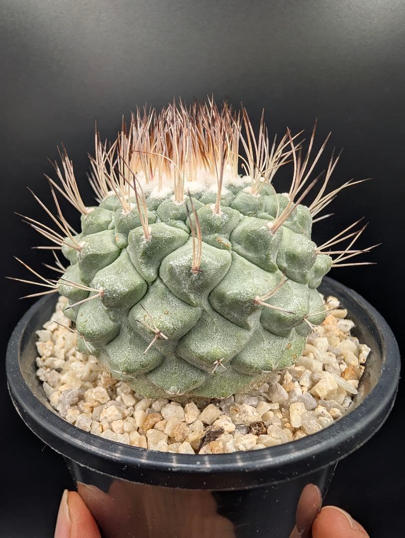 菊水 大型タイプ 実生 鉢植えメルカリ便送料込み