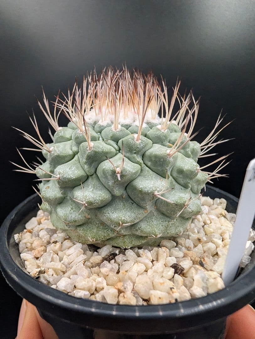 菊水 大型タイプ 実生 鉢植えメルカリ便送料込み