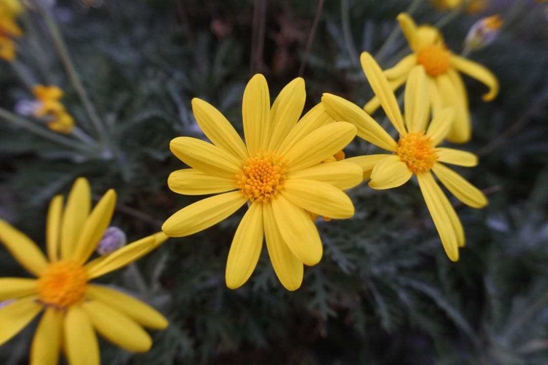 NIKKOR 1 10-30mm f/3.5-5.6 VR【動作品】