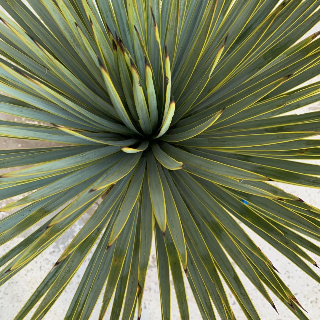 ユッカ　ロストラータ　【耐寒性/ドライガーデン/ロックガーデン 】23