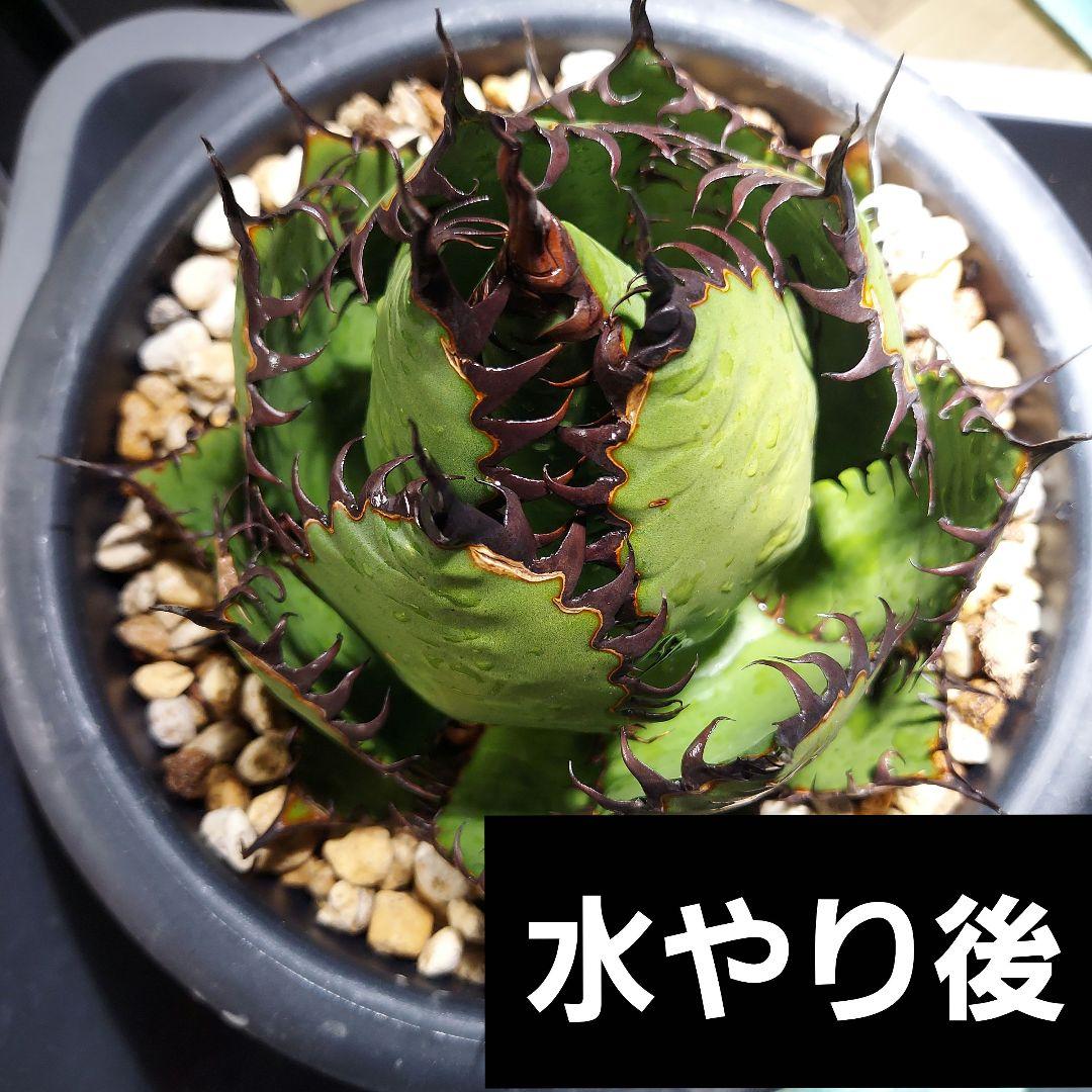 アガベ　ホリダ　陽炎　ボールタイプ　発根済み　鉢ごと発送　メルカリ便　ボタニカル