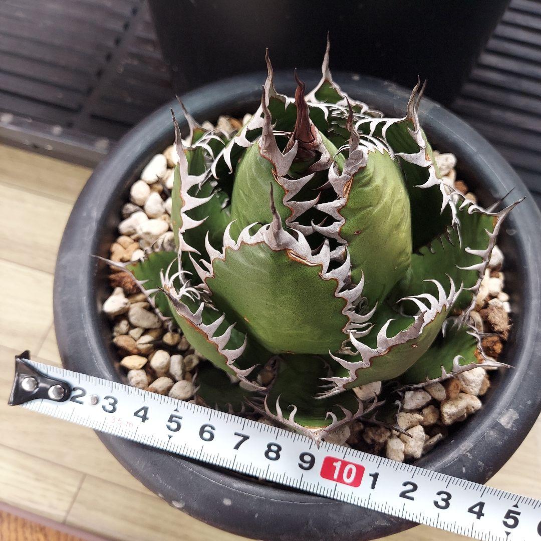 アガベ　ホリダ　陽炎　ボールタイプ　発根済み　鉢ごと発送　メルカリ便　ボタニカル