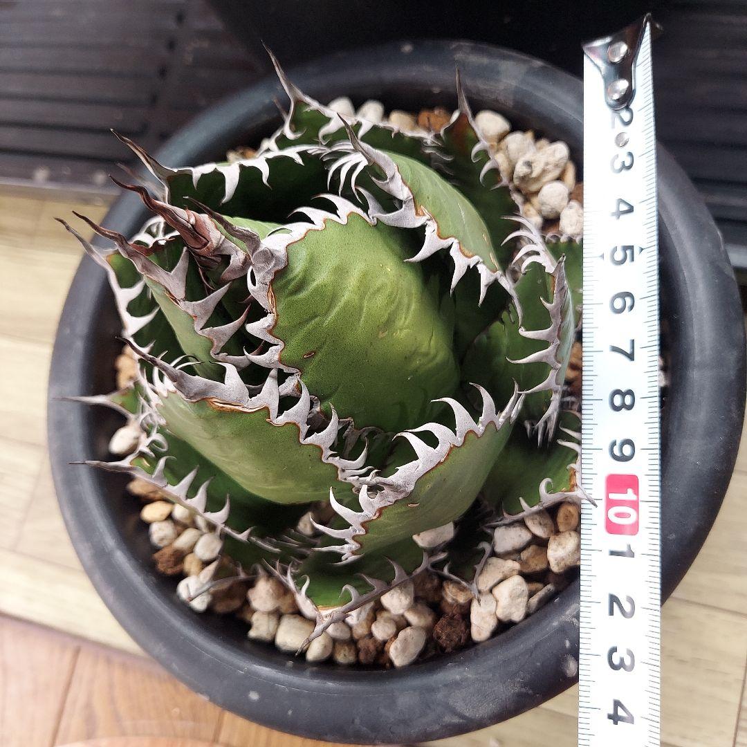 アガベ　ホリダ　陽炎　ボールタイプ　発根済み　鉢ごと発送　メルカリ便　ボタニカル