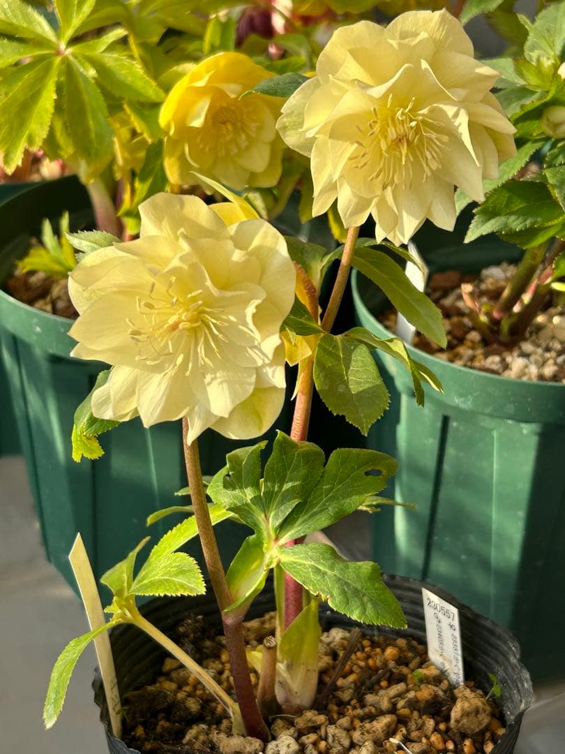 クリスマスローズ かぐや姫