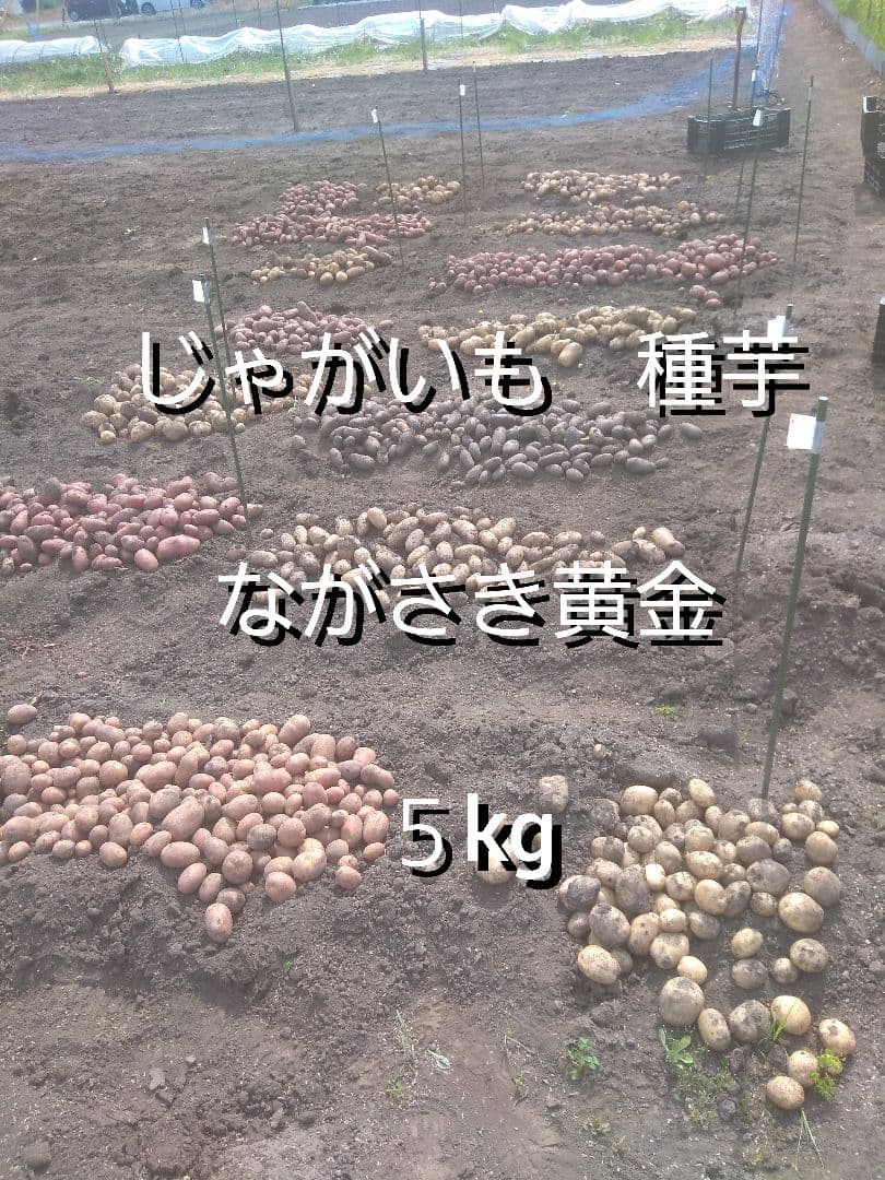 ながさき黄金　種芋　5kg