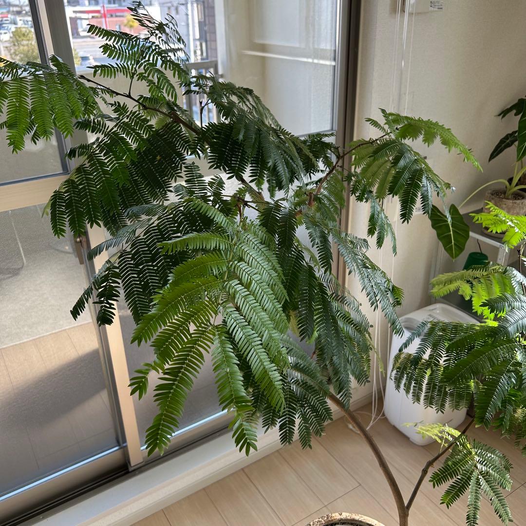 引取限定！【高級鉢カバー付き】大型エバーフレッシュ　観葉植物　曲がり