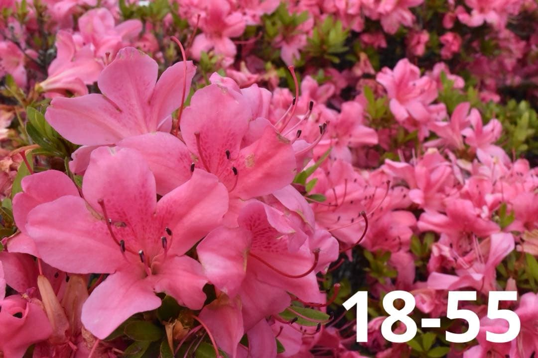 Nikon D5500♥️望遠＋標準レンズ付♪撮影の幅広がる豪華セット✨️