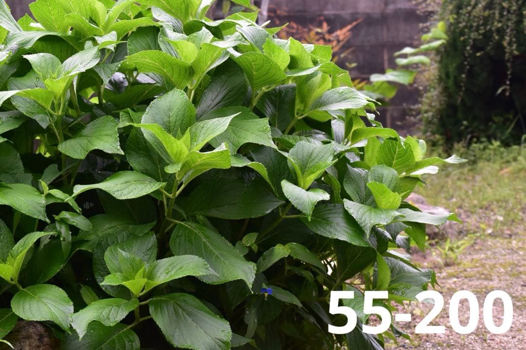 Nikon D5500♥️望遠＋標準レンズ付♪撮影の幅広がる豪華セット✨️