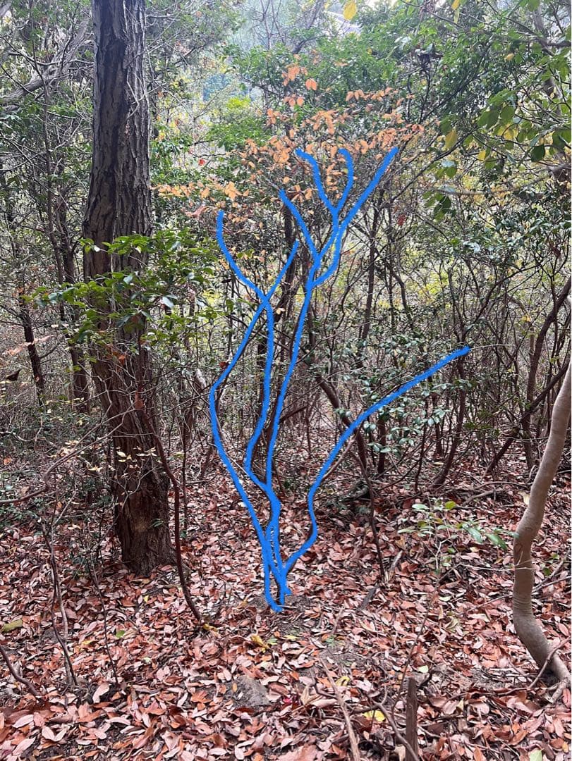 現品　ミツバツツジ　自然樹形　株立　2mほど　山採り 003