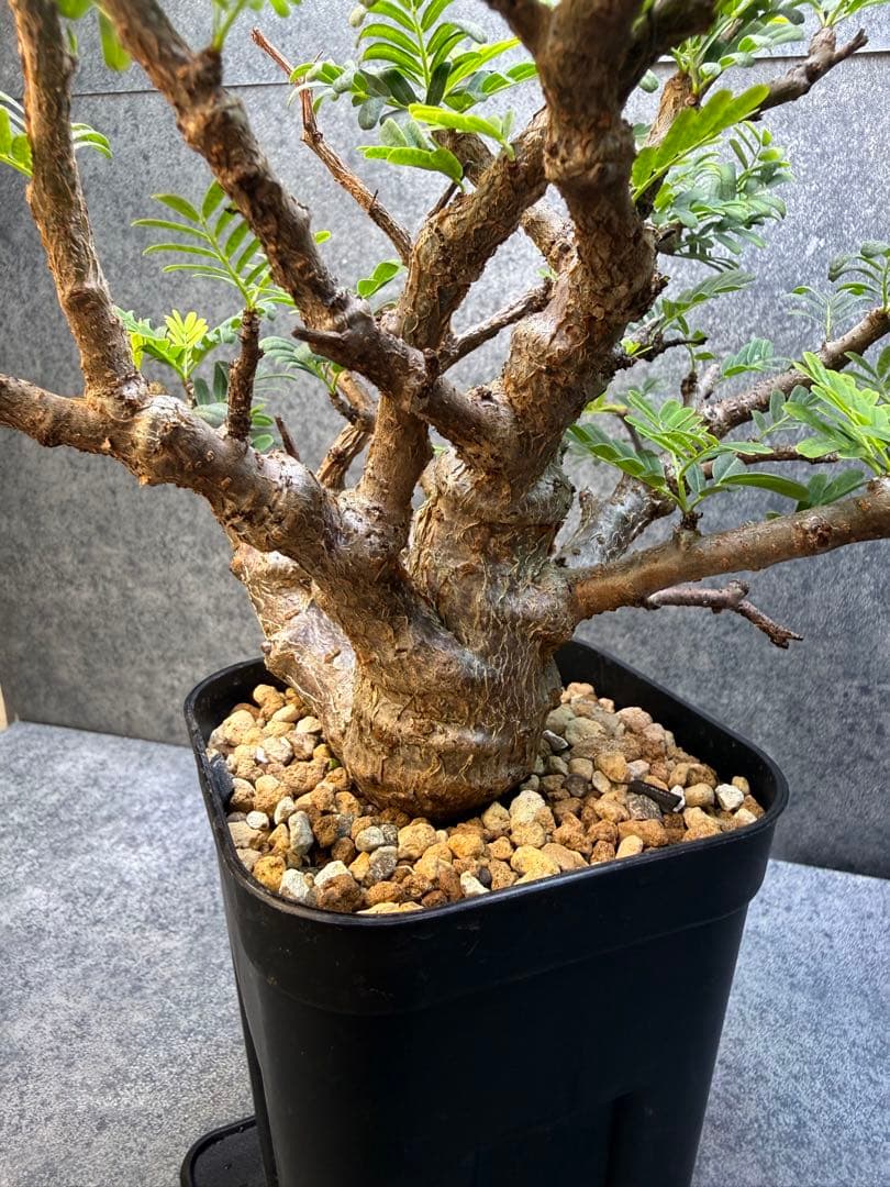 センナ　メリディオナリス　海外実生　発根済み　430