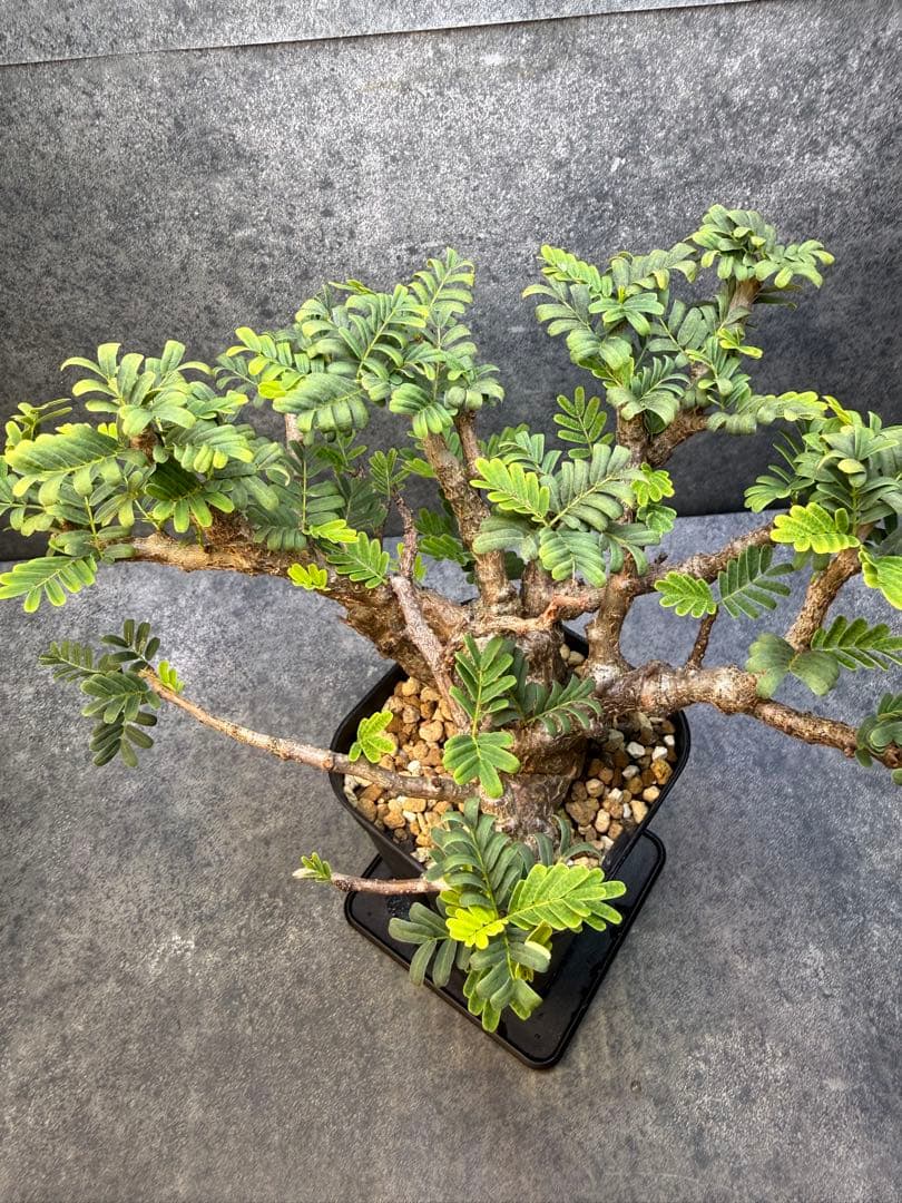 センナ　メリディオナリス　海外実生　発根済み　430