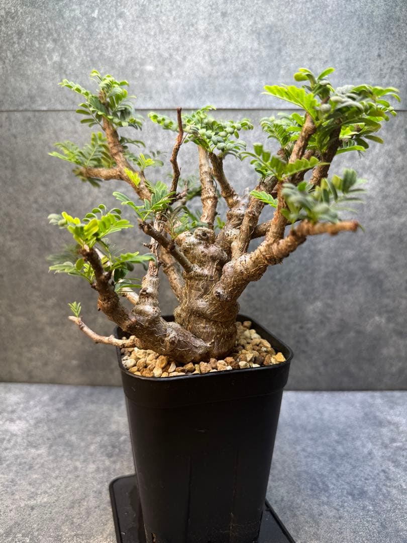 センナ　メリディオナリス　海外実生　発根済み　430