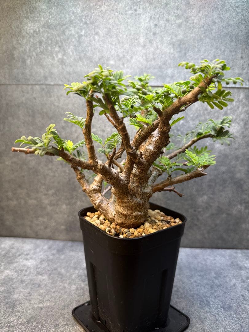 センナ　メリディオナリス　海外実生　発根済み　430