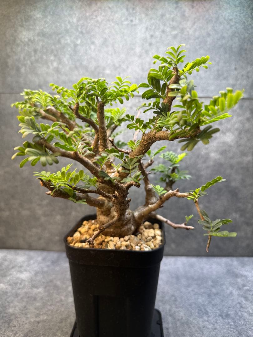 センナ　メリディオナリス　海外実生　発根済み　430