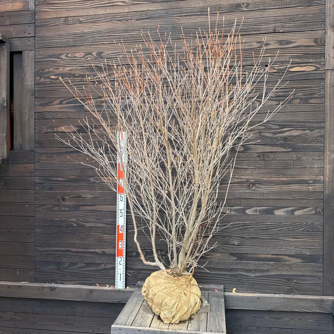 シロヤシオツツジ/大株/良形株【現品発送】管理70817