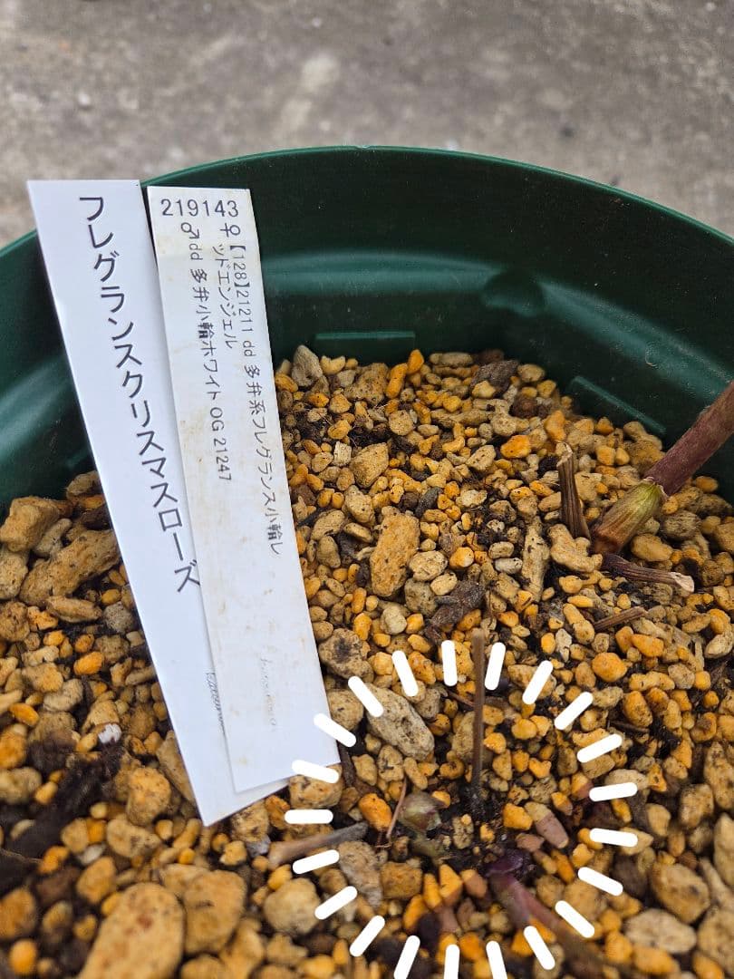 フレグランスクリスマスローズ