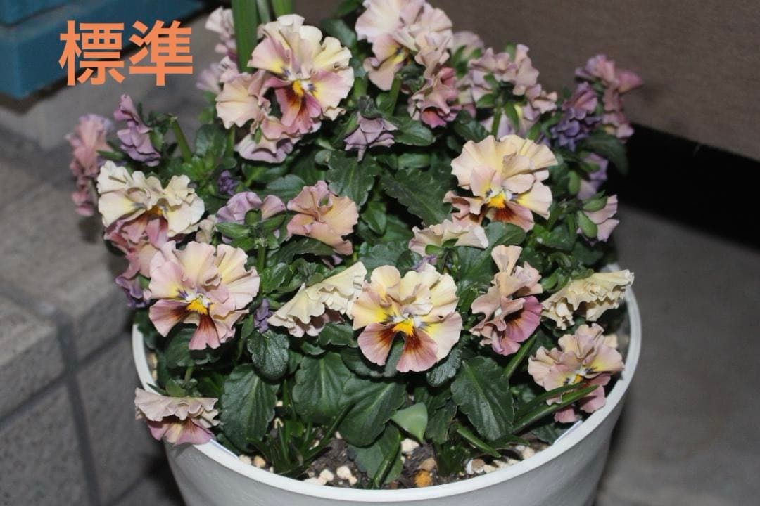 ✨人気のホワイト✨Canon EOS Kiss X7 トリプルレンズ スマホ転送